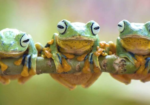 frogs frogs