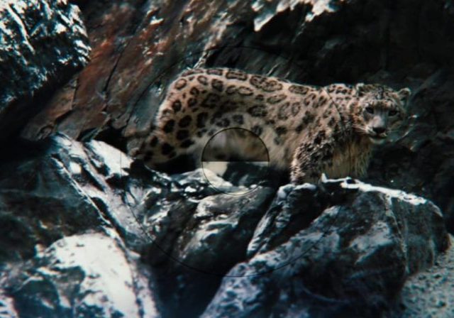 snowleopard